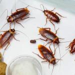 National Treasury Invites Tenders To Fight Cockroaches, Rats