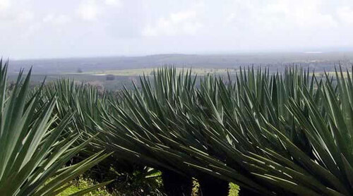 Kenya’s Sisal Export Earnings Plunge