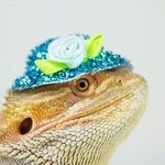 SUSE Goes Private Again