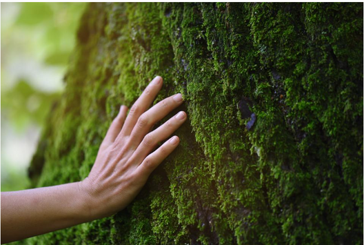 2 Hours a Week in Nature Can Boost Your Mental Health