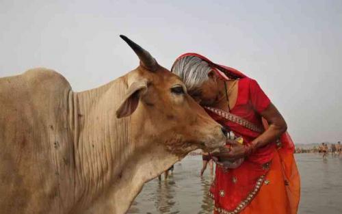 Indian Government Asks People To Hug Cows On Valentine's Day