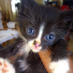 Fun Facts About Domesticated, Street Cats