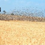 Kisumu Farmers Lament As Quelea Birds Wipe Out Rice Harvest