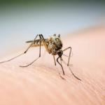 What Discovery Of 'New' Mosquito Means And What You Should Do Now