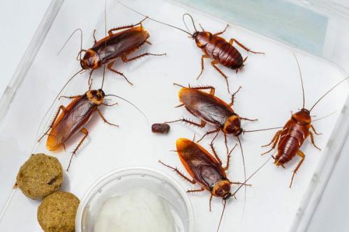 National Treasury Invites Tenders To Fight Cockroaches, Rats