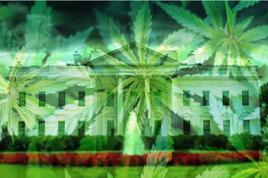 2025 Marijuana Laws and the Workplace: What Employers Must Know