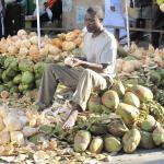 Coconut Farmers Hoping For State Support To Revive Sector