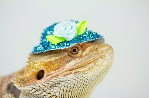 SUSE Goes Private Again