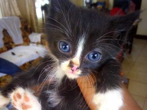 Fun Facts About Domesticated, Street Cats
