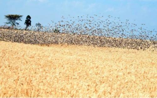 Kisumu Farmers Lament As Quelea Birds Wipe Out Rice Harvest