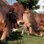 Kakuzi Exports 181 Boran Breeding Heifers To Uganda