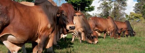 Kakuzi Exports 181 Boran Breeding Heifers To Uganda