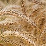 Govt To Ban Wheat, Maize Imports To Protect Local Farmers