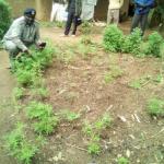 Kakamega Man Warns Police They Will Go Mad If They Uproot His Weed 'Without Respect'