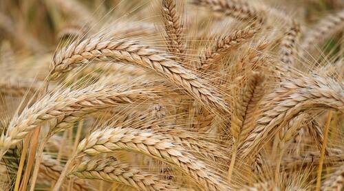 Govt To Ban Wheat, Maize Imports To Protect Local Farmers