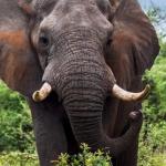 Makueni: Man Fatally Attacked By Elephant