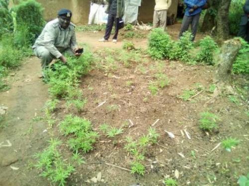 Kakamega Man Warns Police They Will Go Mad If They Uproot His Weed 'Without Respect'