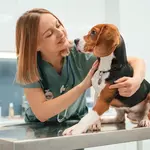 Why the Hardest Part of Veterinary Medicine Isn’t Medicine at All