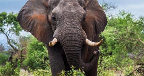 Makueni: Man Fatally Attacked By Elephant