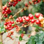 CMA Licences Kirinyaga Slopes Coffee Brokerage Company
