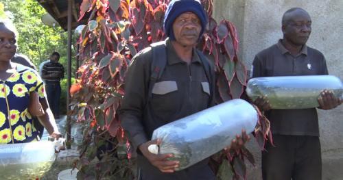Kakamega Fish Farmers Get Free Fingerlings, Feeds