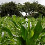 Kenyan Farmers To Benefit From Carbon Credit Support