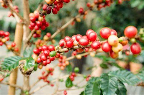 CMA Licences Kirinyaga Slopes Coffee Brokerage Company
