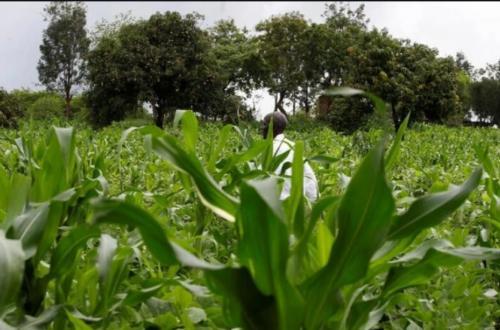 Kenyan Farmers To Benefit From Carbon Credit Support
