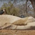 Isiolo County Gov't Declares State Of Emergency Over Drought