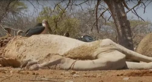 Isiolo County Gov't Declares State Of Emergency Over Drought