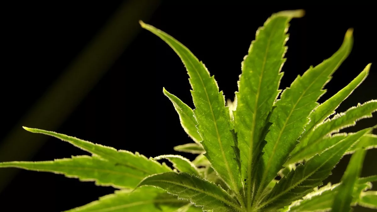 GOP senators call for DOJ to investigate Chinese role in hemp, cannabis markets