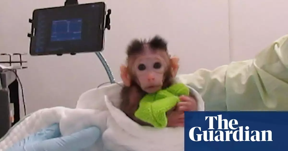 Peta releases video showing experiments on infant monkeys at Univ of Washington
