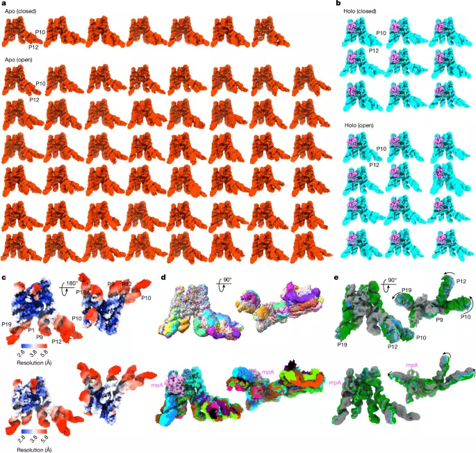 RNA catalysis emerges from dynamic structural ensembles