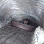Can a human survive in a whale’s belly? The science behind the thriller <i>Whalefall</i>