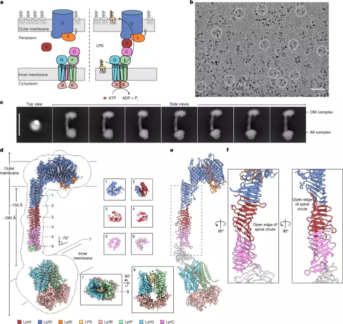 Structural basis for regulating lipopolysaccharide transmembrane transport
