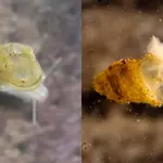 Scientists discover ghostly, eyeless creature hidden in Chinese cave