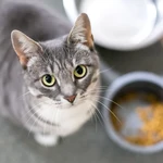 
				Heavy Metals in Cat Food: Safer Brands as Study Examines Toxic Materials
			