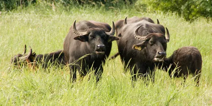 Explained: What the Law Says About Domesticating Buffaloes in Kenya