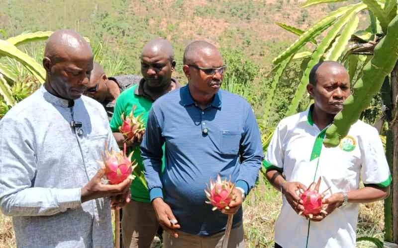 Kenya farmers turn to underutilised indigenous fruits to improve livelihoods
