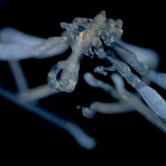 There's a New Sea Spider in Town