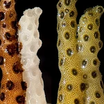 ‘Incredible’: bleached corals thrive within days when touching healthy neighbour