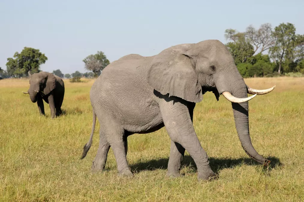 Botswana has so many elephants it approved the killing of 23 this week for independence celebrations