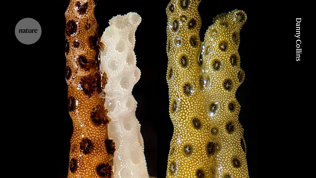 ‘Incredible’: bleached corals thrive within days when touching healthy neighbour