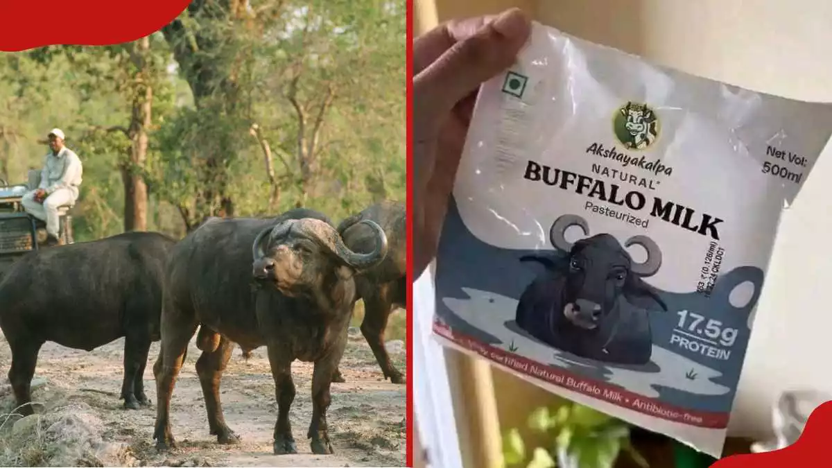 Kenyans turn William Ruto's buffalo milk idea into hilarious memes as shortage bites, prices rise