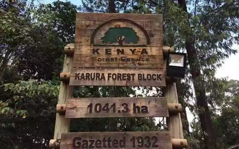 From the look of things, State has declared all-out war on trees