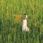 Farming reform
