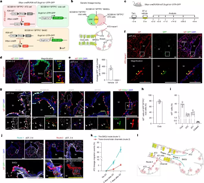 Alveolar stem cells transdifferentiate to drive bronchiolar regeneration