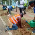 Kisumu targets 10,000 trees ahead of Mazingira Day celebrations