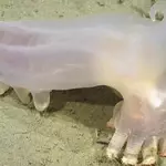 Scientists discover 57 new deep-sea species in Argentina’s Mar del Plata Canyon