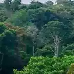 Judiciary has a critical role in protection of our environment